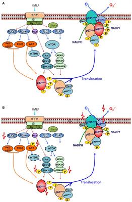 Review of Defective NADPH Oxidase Activity and Myeloperoxidase Release in Neutrophils From Patients With Cirrhosis